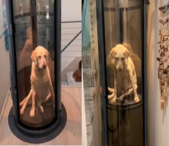 Il cane è anziano e stanco, così il suo padrone inventa un metodo per farlo salire al piano di sopra
