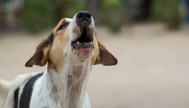 Il cane eroico salva tutta la sua famiglia da un incendio: ha abbaiato continuamente per svegliare tutti