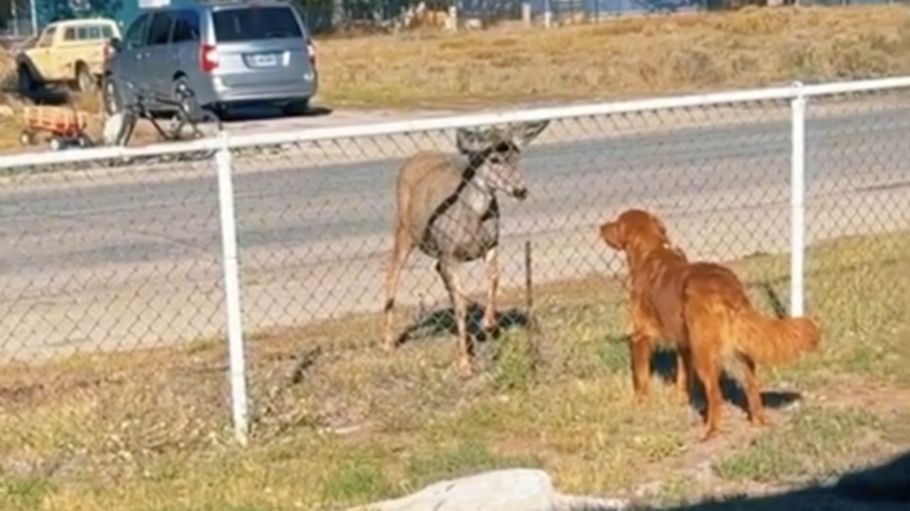 cane e cervo