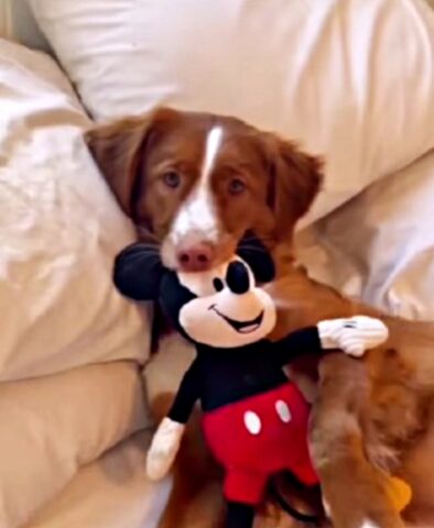 Il cane innamorato di Topolino realizza il suo sogno e lo incontra di persona