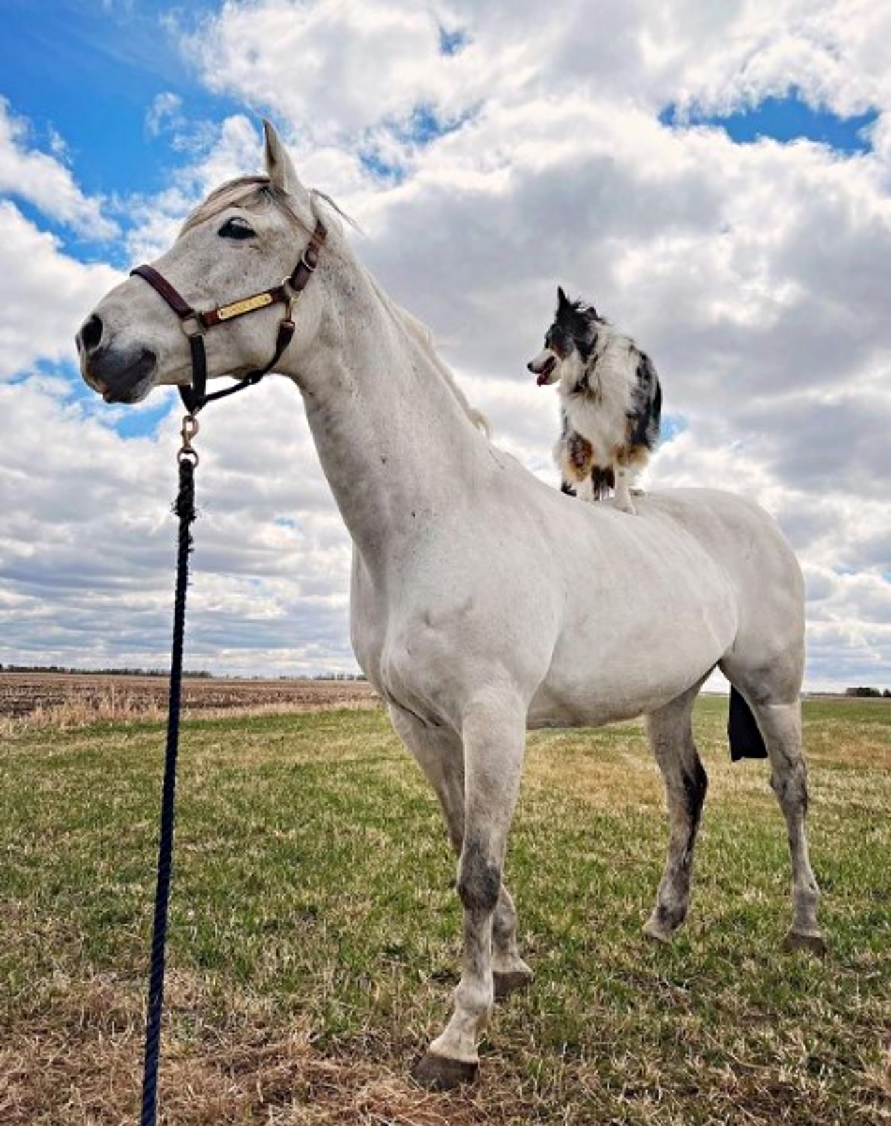 cavallo e cane