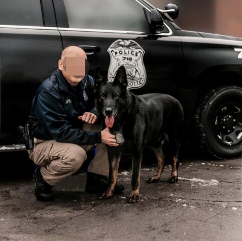 Il cane poliziotto viene indagato per furto: ha rubato il pranzo ad un collega e la foto ha fatto il giro del mondo