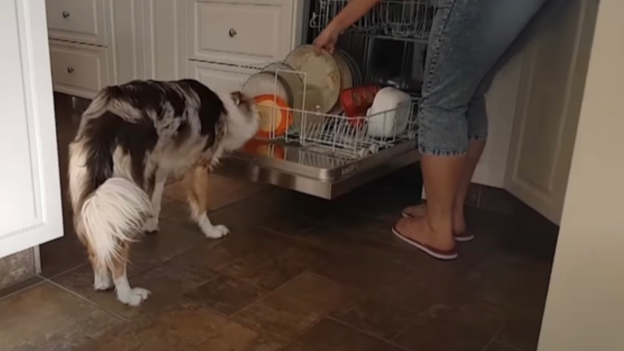 Il cane lecca i piatti sporchi