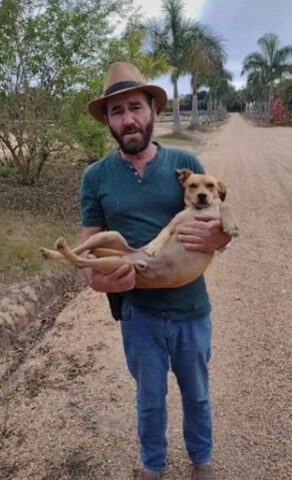 Il cane randagio è stato arrestato perché crea sempre problemi nel quartiere