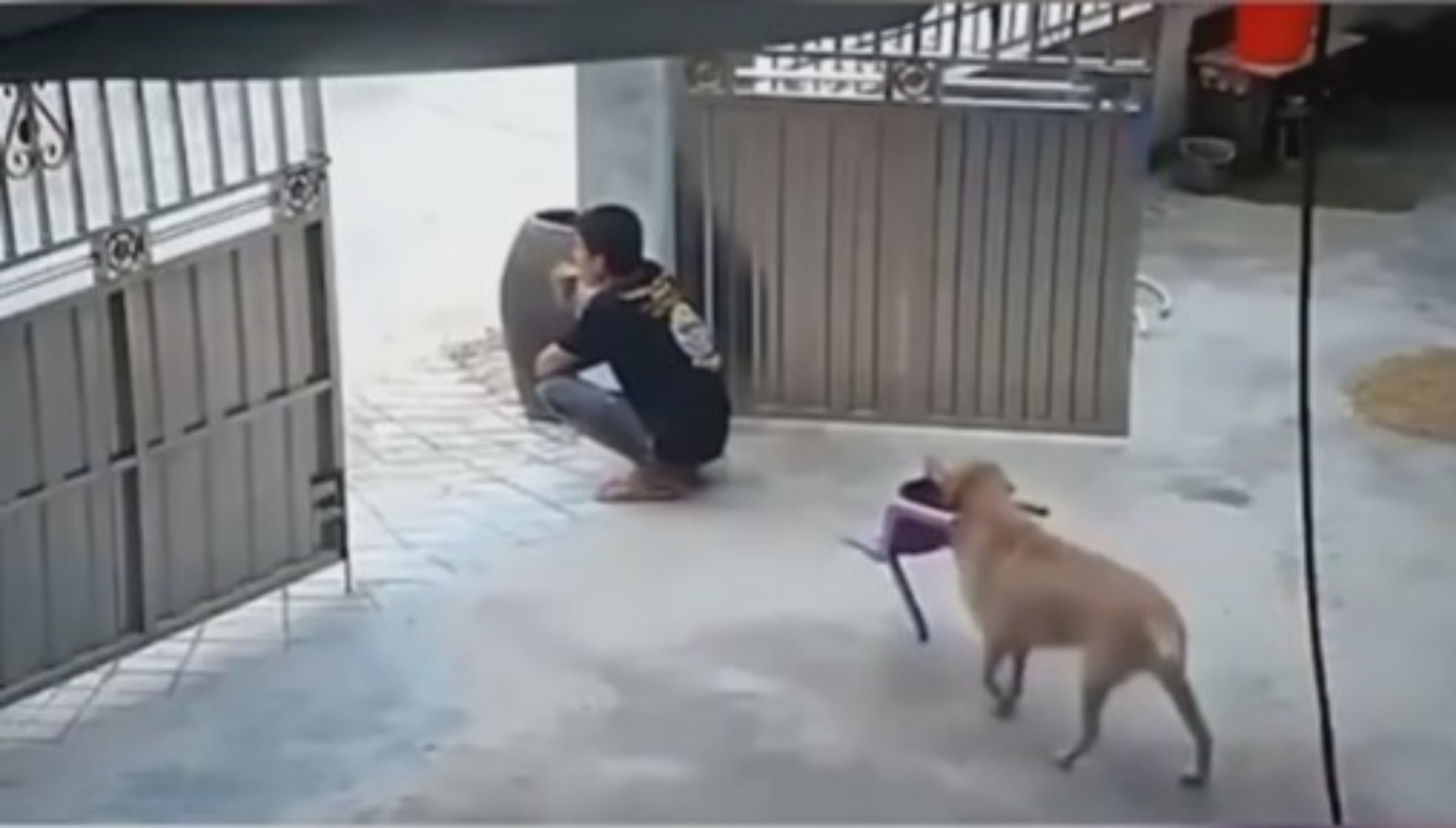 umano e cane