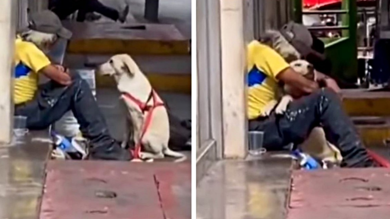 cane e senzatetto