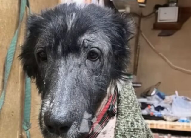 Il cane solo, abbandonato e stanco si commuove quando riconosce qualcuno che lo ha amato