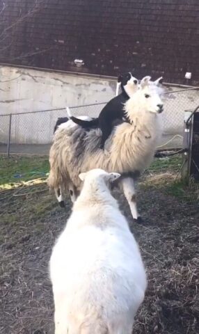 Il cane va ogni giorno alla fattoria per fare un giretto sul lama