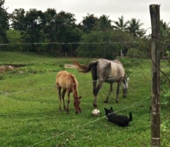 Il cane viene sorpreso mentre prova ad insegnare a giocare a calcio ai cavalli