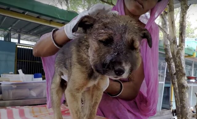 Il cucciolo in fin di vita era tutto solo in un vicolo, ma i soccorritori sono arrivati in tempo