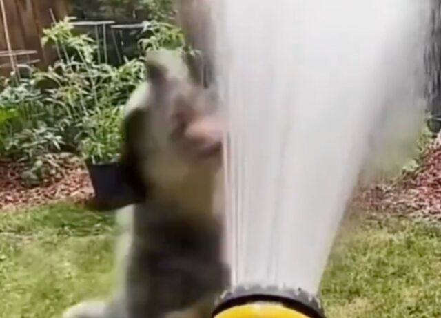 un cane ama giocare con l'acqua