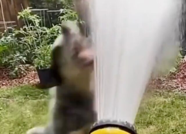 Il padrone annaffia le piante mentre il suo cane si lancia contro il getto d’acqua (VIDEO)