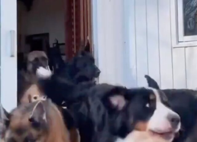 Il padrone si stava annoiando, ma tutto è cambiato appena è andato a giocare con i suoi 8 cani (VIDEO)