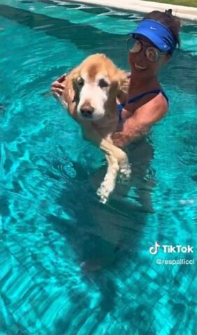 La Golden Retriever viene aiutata ad entrare in piscina dopo essere rimasta paralizzata: amava fare il bagno