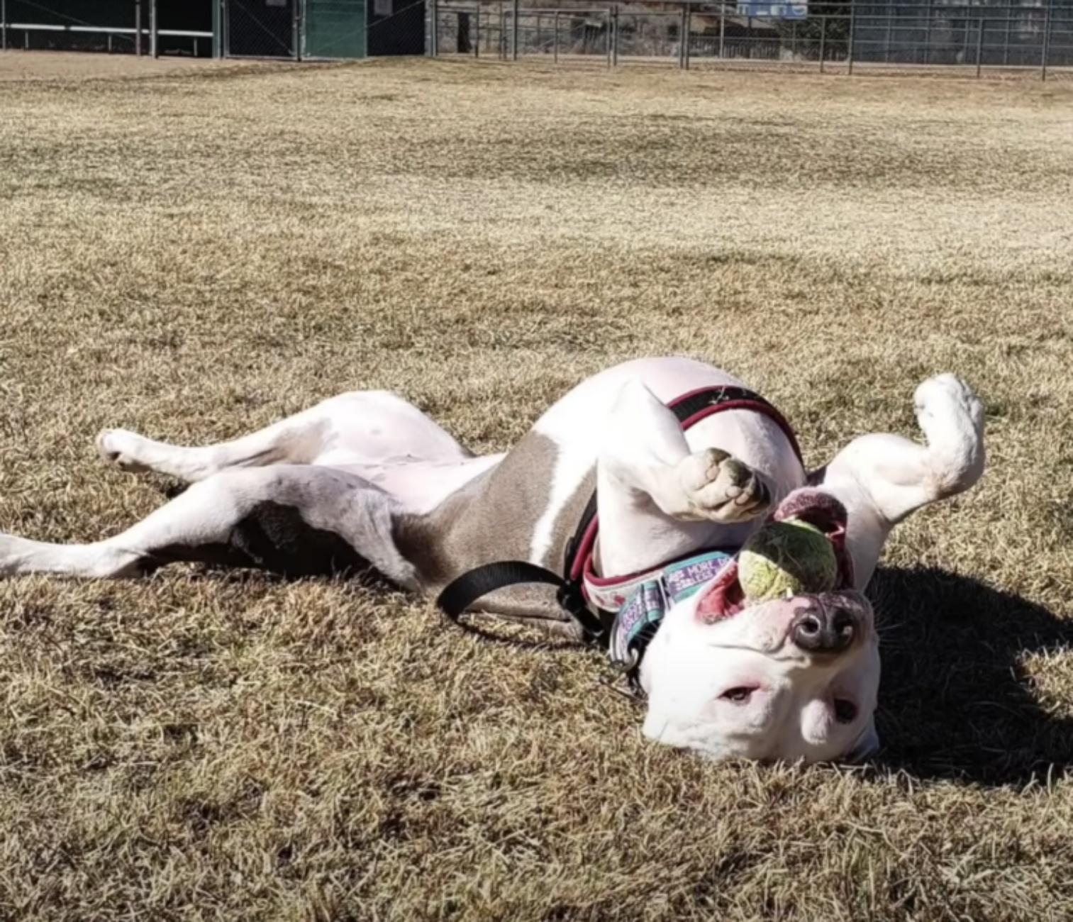 pitbull sul prato