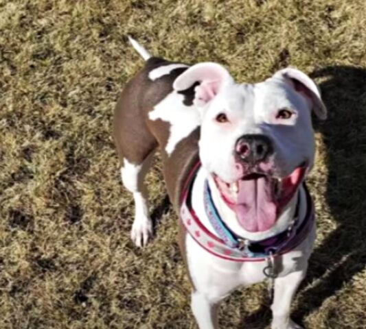 La Pitbull che è stata abbandonata in autostrada, ha trovato la famiglia che meritava