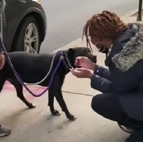 La Pitbull riabbraccia la sua umana dopo un anno di vita in strada