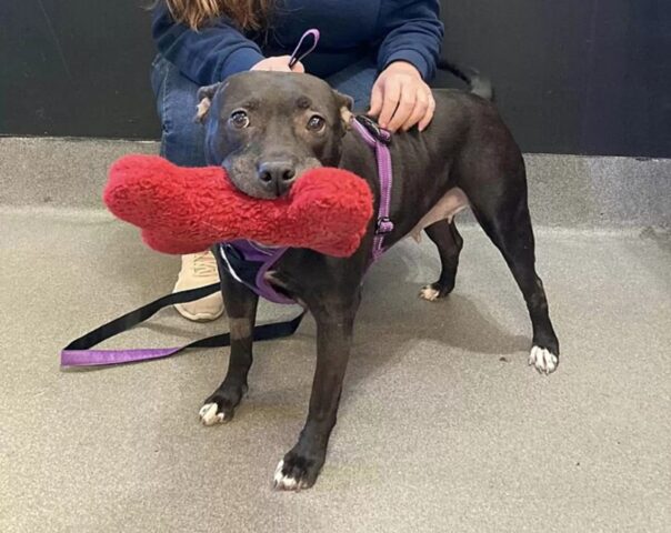 La Pitbull viene adottata e si rifiuta di lasciare i suoi pupazzi al rifugio