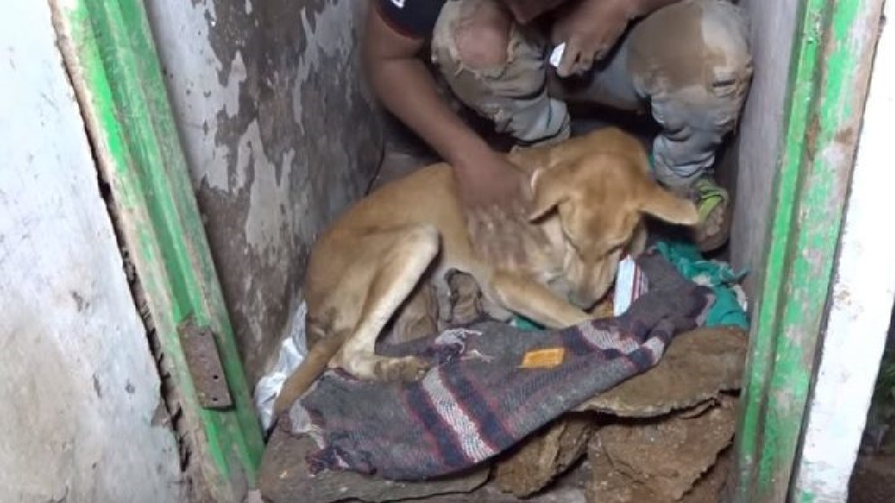 La cagnolina sdraiata sopra una coperta