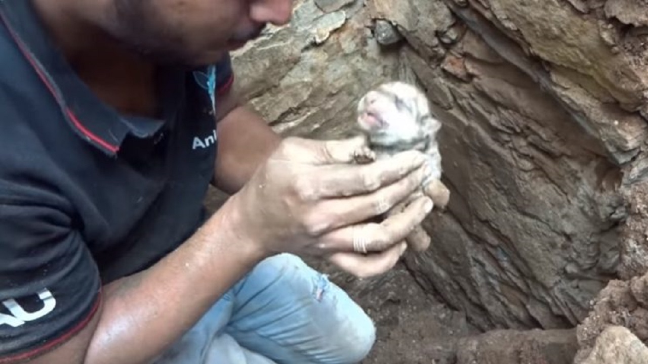 La cagnolina ha salvato i suoi cuccioli