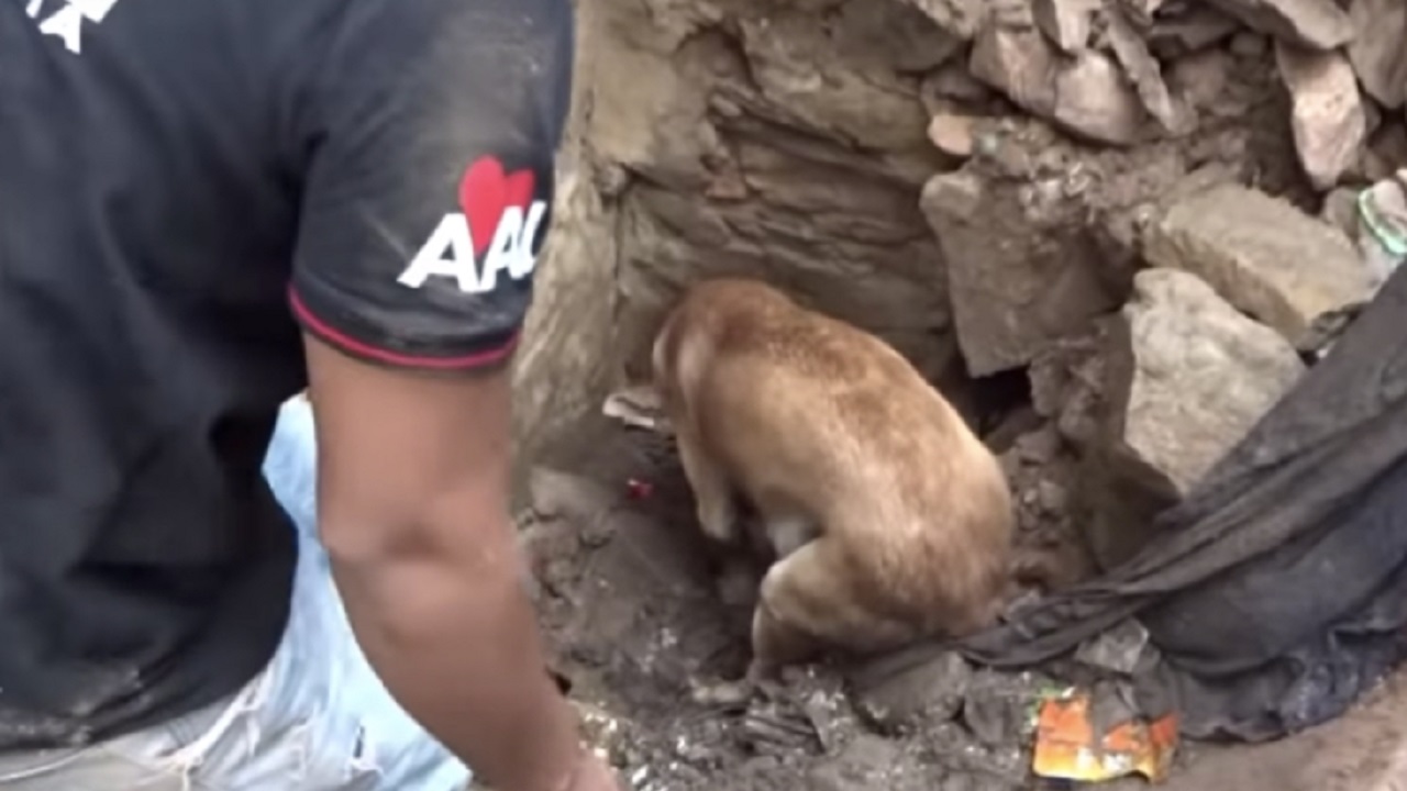 La cagnolina scava per trovare i suoi cuccioli