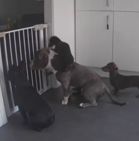 La cagnolina Darcie “usa” il suo fratellone Benson per uno scopo davvero particolare