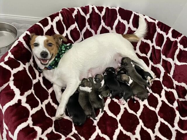 La cagnolina partorisce e i veterinari rimangono scioccati dal numero di cuccioli che ha dato alla luce