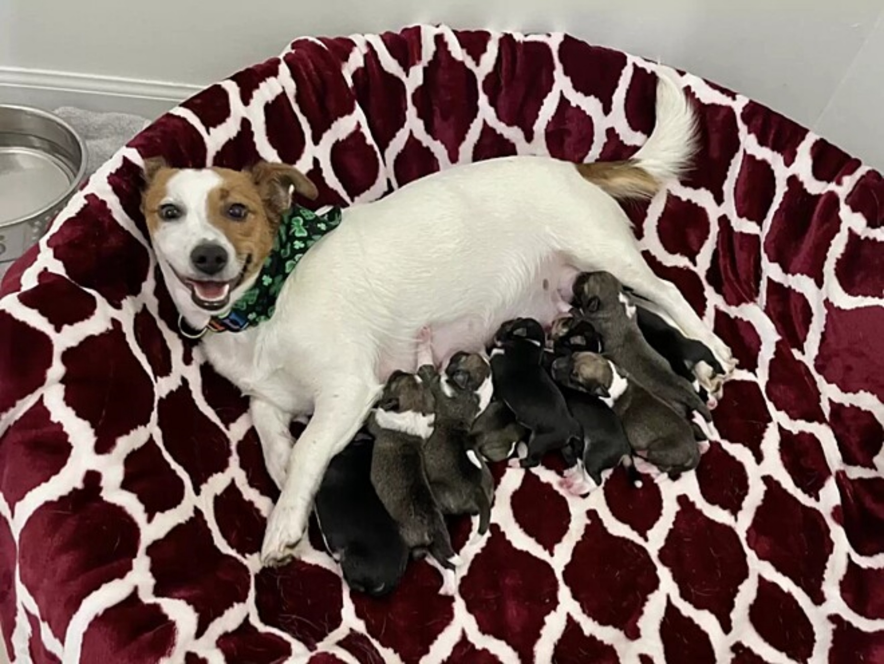 cagnolina e cuccioli