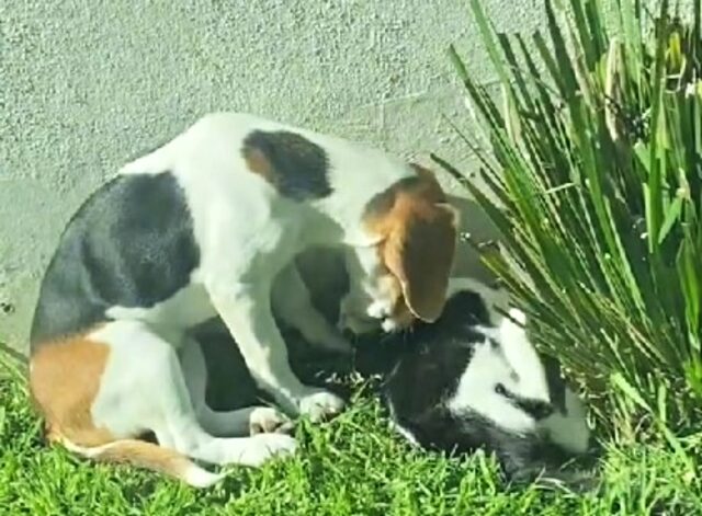 La cagnolina porta il gatto dalla sua padrona per farlo adottare: sono amici per la vita