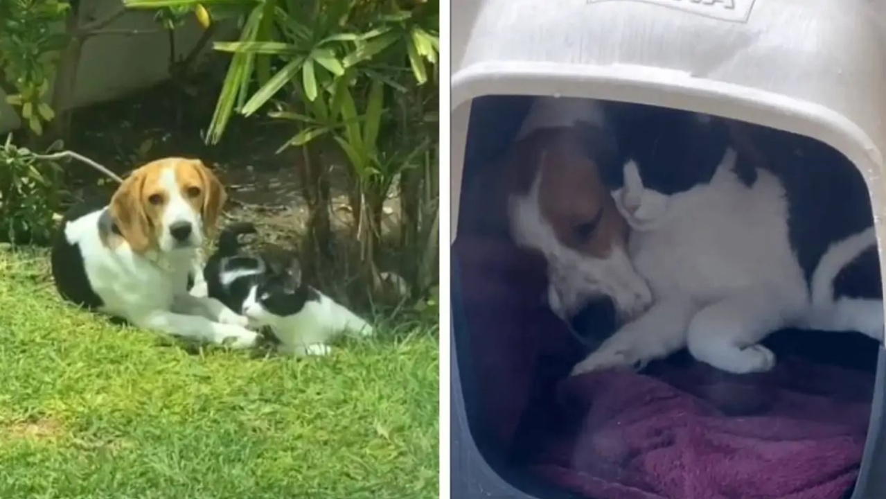 cagnolina e gatto