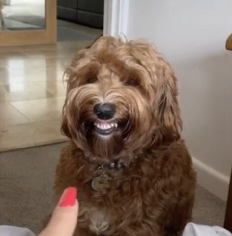 La cagnolina colpevole sorride quando viene rimproverata dal suo proprietario