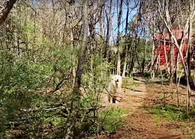 La cagnolona abbandonata nel bosco viene salvata da un uomo speciale che decide di adottarla per sempre