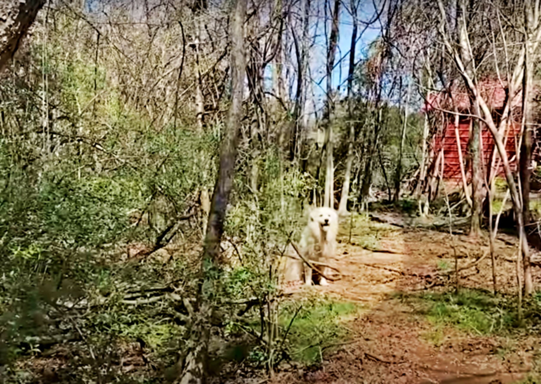 cagnolona nel bosco