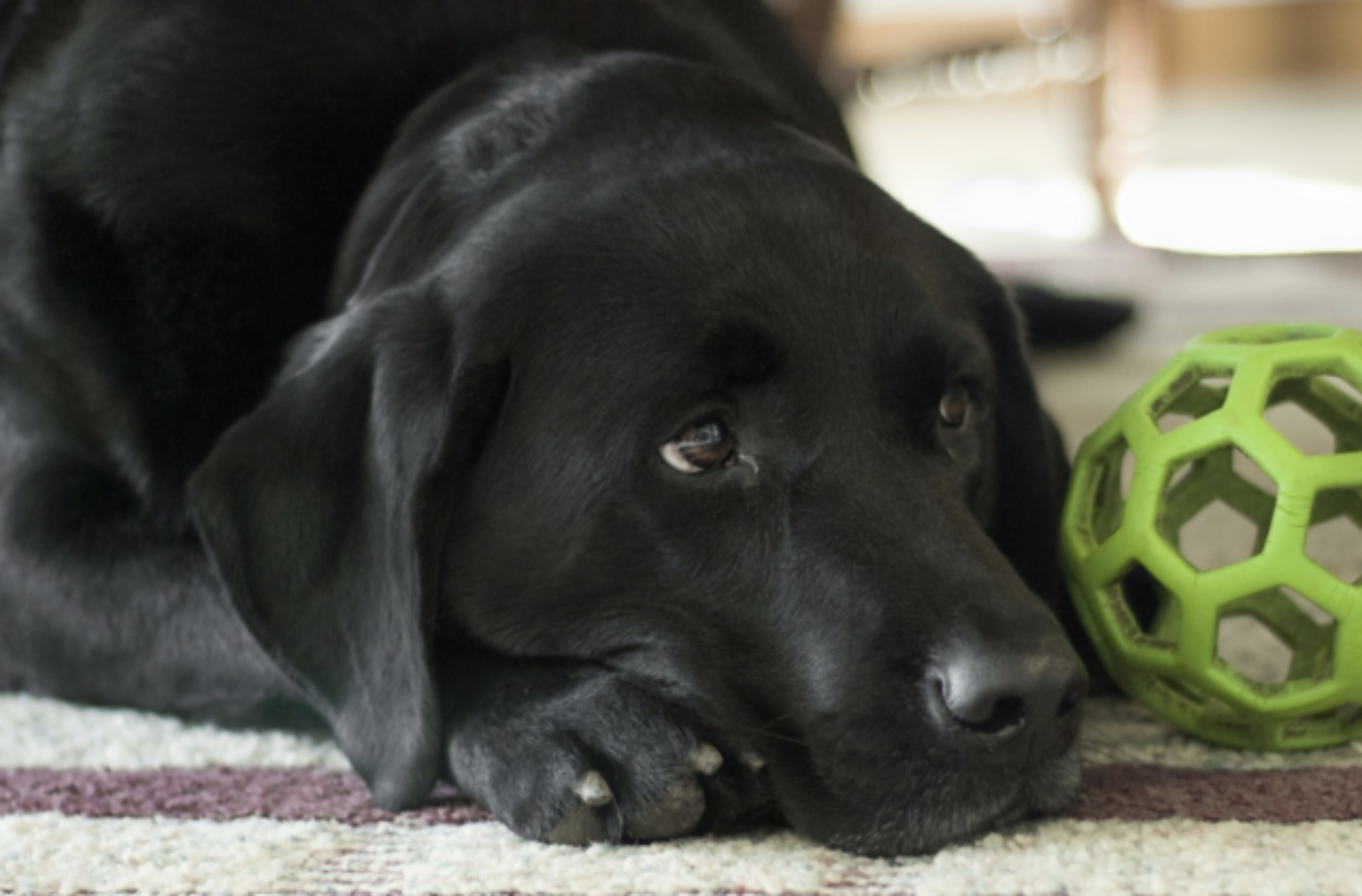 cagnolona triste