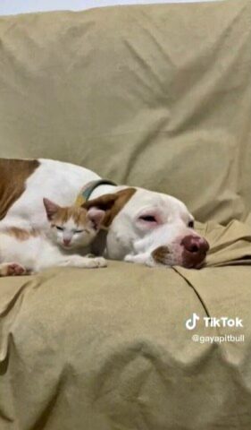 La cagnolona era triste per aver perso il suo amico, ma ha ritrovato il sorriso grazie ad un gatto