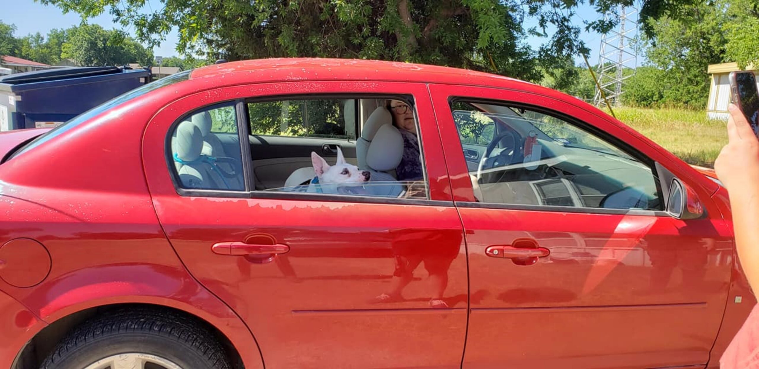 cagnolona in auto