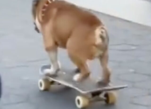 L’apparenza inganna e questo cane ne è la conferma, nonostante la sua mole va sullo skateboard con facilità (VIDEO)