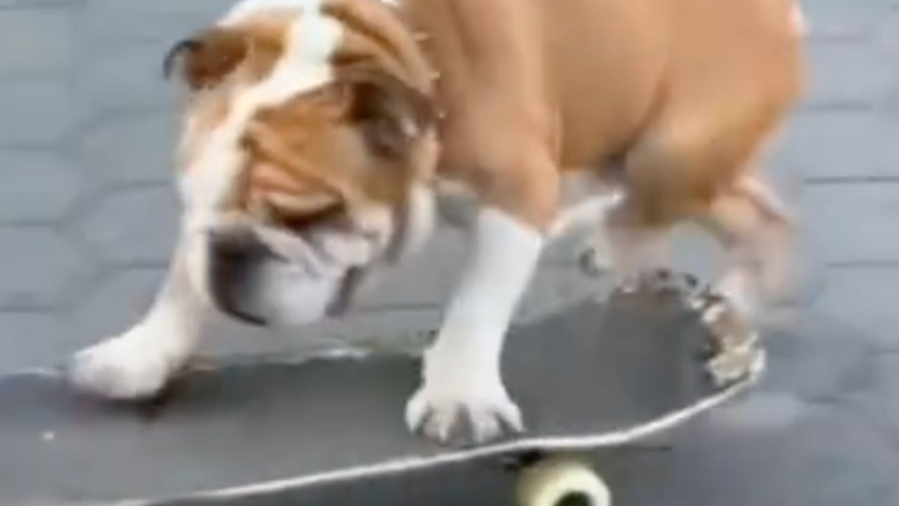 Cane va sullo skateboard