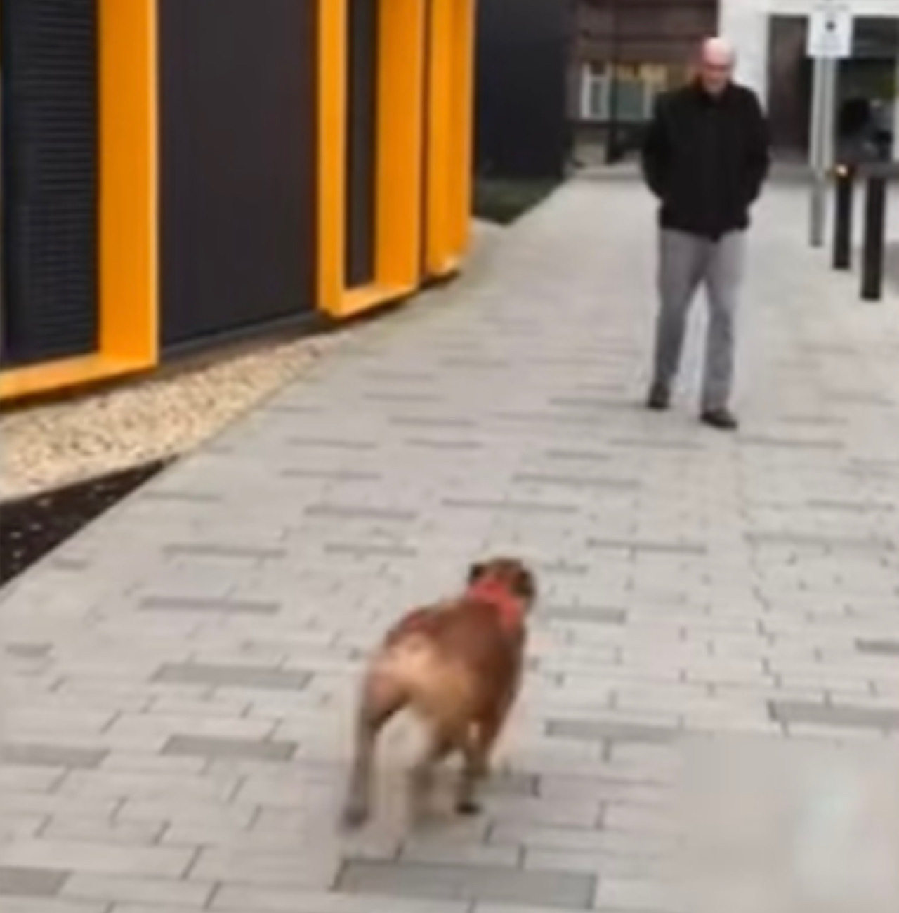 Cane corre dal padrone