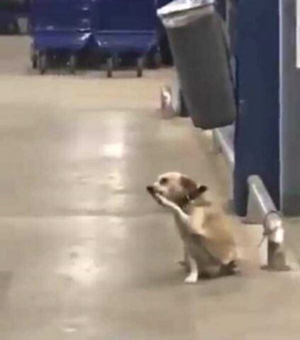 Lo hanno abbandonato davanti al supermercato: questo cane scodinzola a tutti sperando di essere riportato a casa