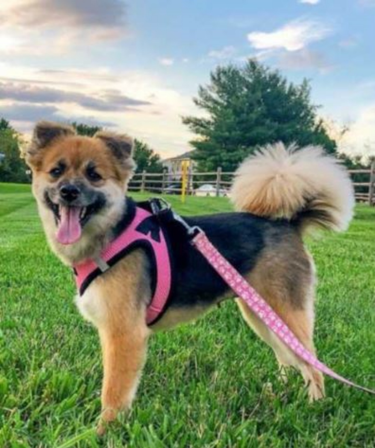 Una cagnolina di nome Lucy che ride