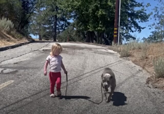 L’uomo salva una Pitbull anziana e lei riacquista tutta la sua energia