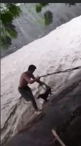 L’uomo si tuffa nel fiume per salvare la vita di un cucciolo che stava per essere spazzato via dalla corrente