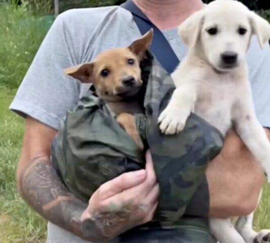 L’uomo trova un cane abbandonato nella foresta e quando si avvicina, scopre che non è solo