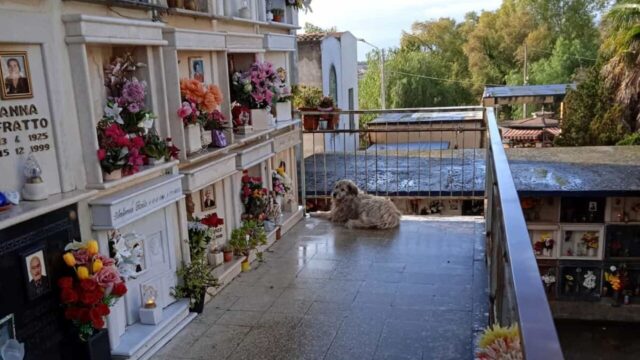 Magda, la cagnolona che da anni va al cimitero a trovare la sua umana