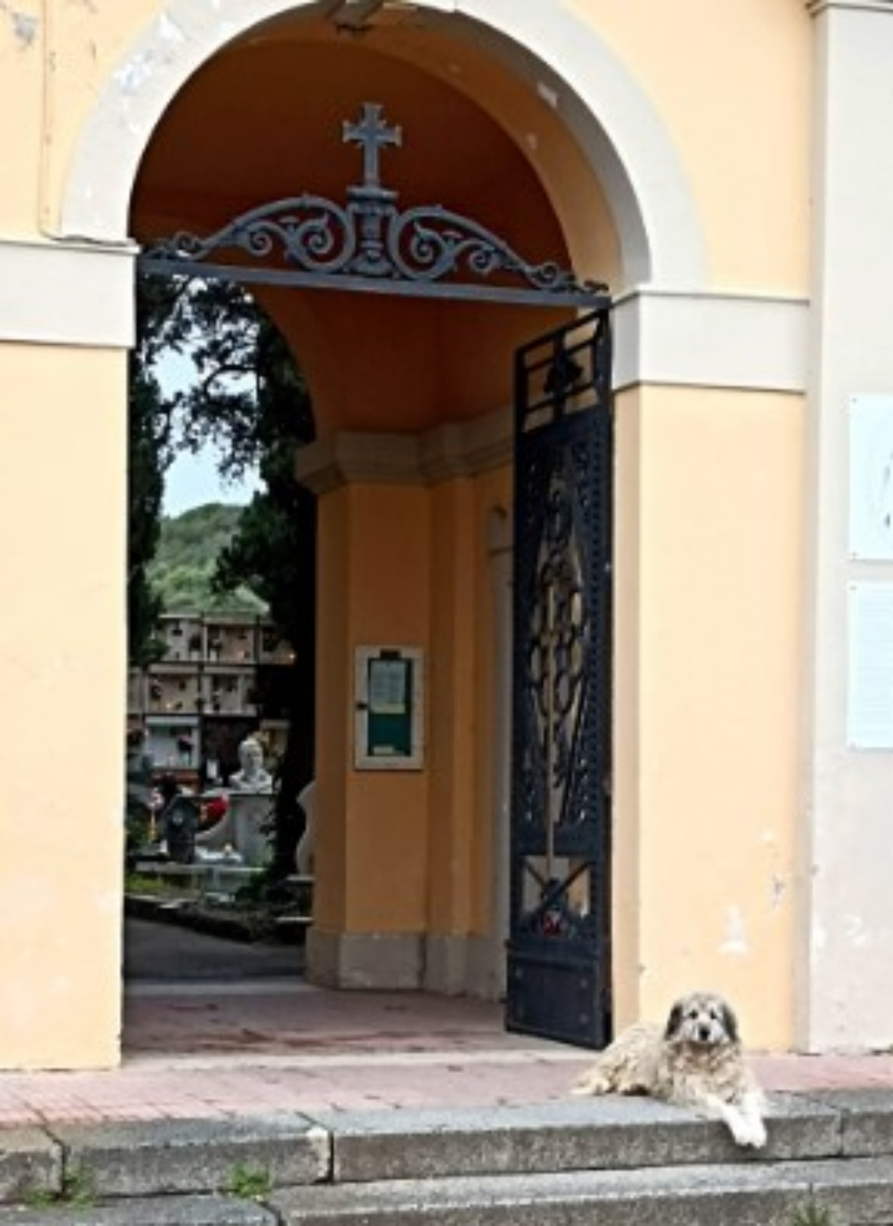 cagnolona davanti cimitero