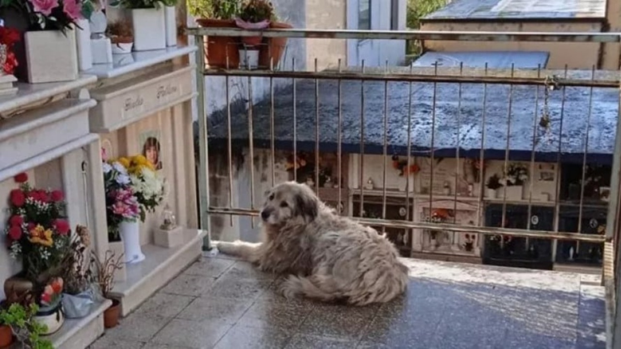 cagnolona al cimitero