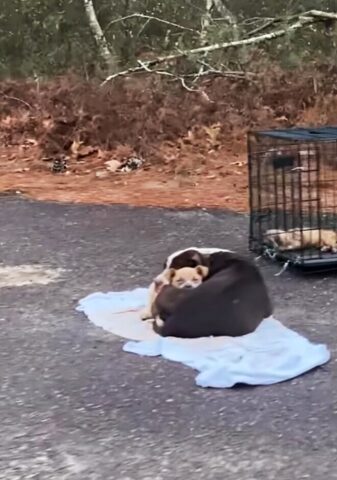 Mamma cane conforta il suo cucciolo mentre aspetta che qualcuno li salvi