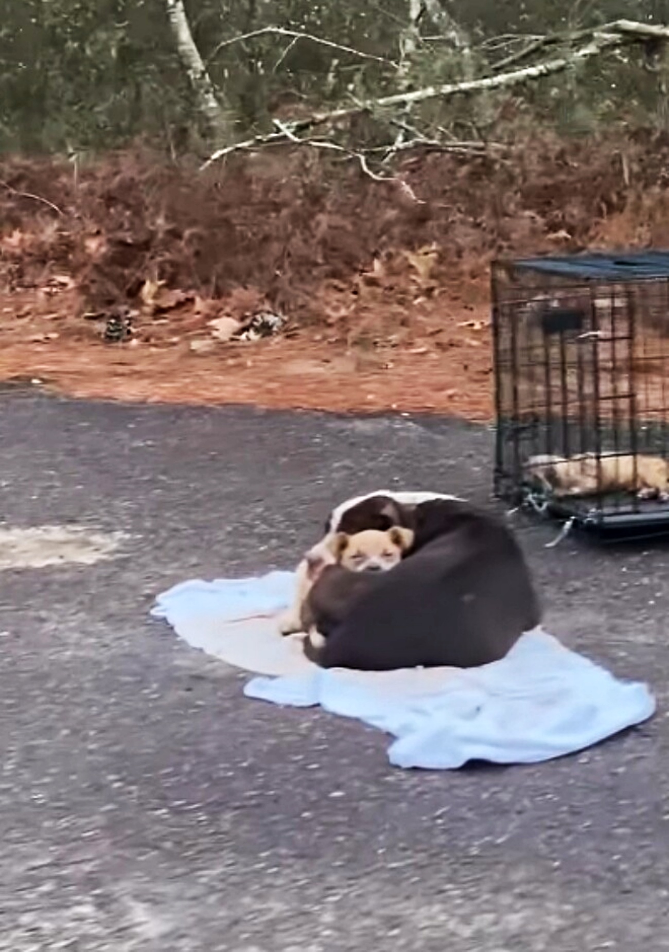 cucciolo e mamma cane