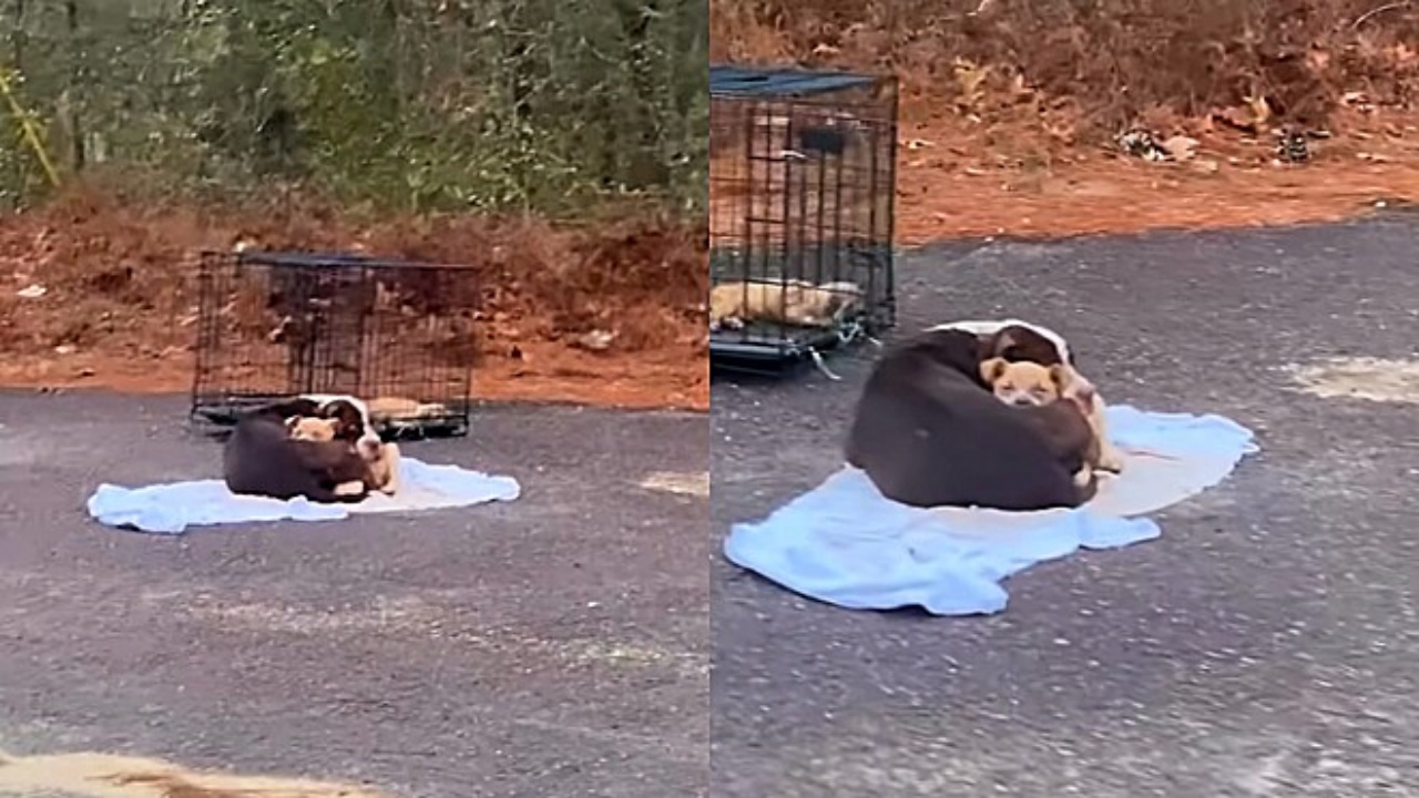 mamma cane e cucciolo